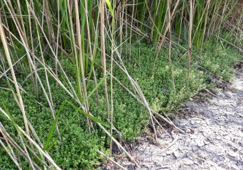 meta image Watercrassula.jpg